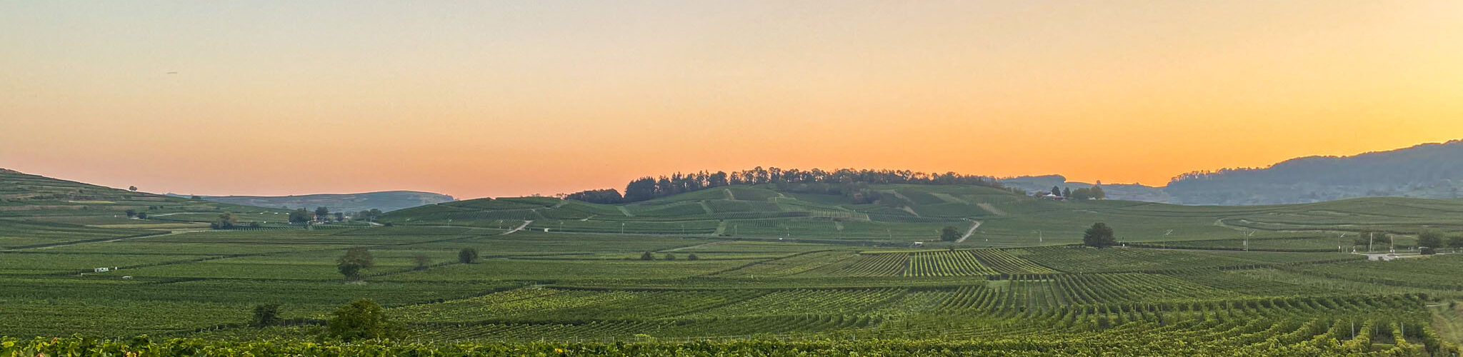 Weinberge im Sonnenaufgang während der Chardonnay Traubenlese